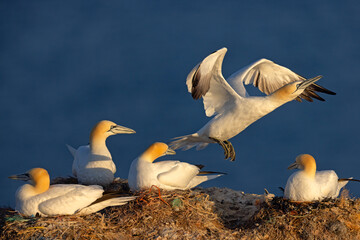 Głuptak (Morus bassanus) © Grzegorz