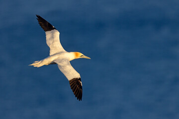 Głuptak (Morus bassanus) © Grzegorz