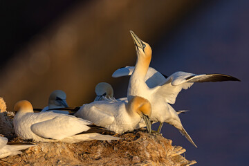 Głuptak (Morus bassanus) © Grzegorz