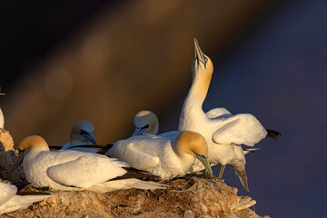 Głuptak (Morus bassanus) © Grzegorz