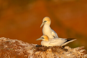 Głuptak (Morus bassanus) © Grzegorz