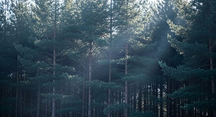 Sunlight filtering through a dense pine forest creating a serene natural backdrop.