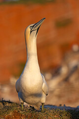 Głuptak (Morus bassanus) © Grzegorz