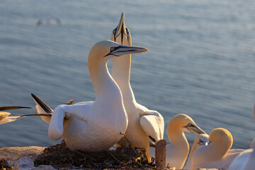 Głuptak (Morus bassanus) © Grzegorz