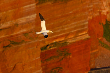 Głuptak (Morus bassanus) © Grzegorz