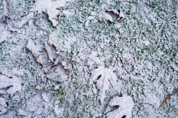 Early winter frost blankets the ground, covering fallen leaves with a delicate white layer. The grass beneath is partially visible, creating a natural, seasonal texture