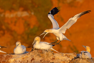 Głuptak (Morus bassanus) © Grzegorz