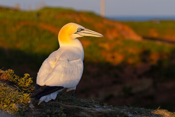 Głuptak (Morus bassanus) © Grzegorz