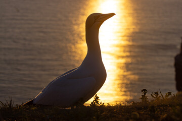 Głuptak (Morus bassanus) © Grzegorz
