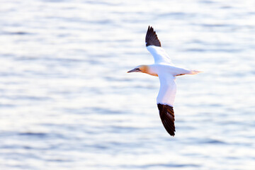 Głuptak (Morus bassanus) © Grzegorz
