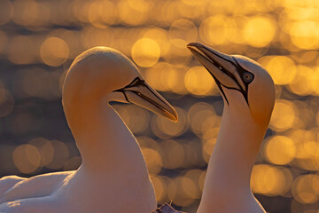 Głuptak (Morus bassanus) © Grzegorz