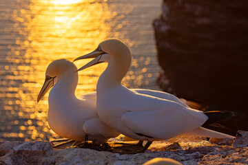 Głuptak (Morus bassanus) © Grzegorz