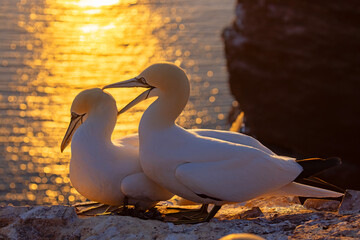 Głuptak (Morus bassanus) © Grzegorz