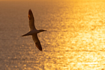Głuptak (Morus bassanus) © Grzegorz