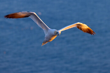 Głuptak (Morus bassanus) © Grzegorz