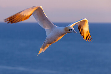 Głuptak (Morus bassanus) © Grzegorz