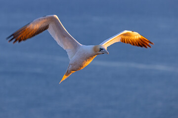 Głuptak (Morus bassanus) © Grzegorz