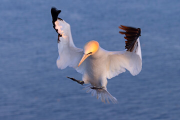 Głuptak (Morus bassanus) © Grzegorz