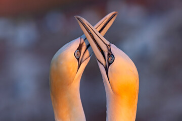 Głuptak (Morus bassanus) © Grzegorz