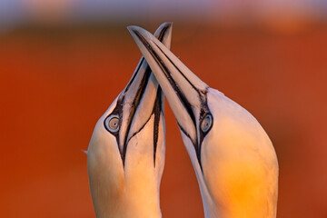 Głuptak (Morus bassanus) © Grzegorz