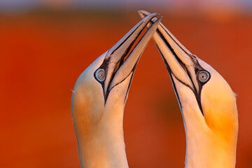 Głuptak (Morus bassanus) © Grzegorz