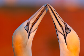 Głuptak (Morus bassanus) © Grzegorz