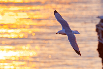 Mewa trójpalczasta (Rissa tridactyla) © Grzegorz
