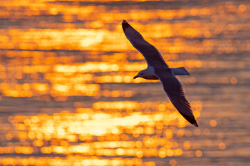 Mewa trójpalczasta (Rissa tridactyla) © Grzegorz