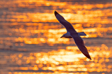 Mewa trójpalczasta (Rissa tridactyla) © Grzegorz