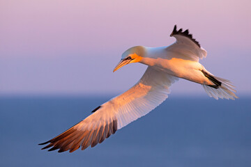 Głuptak (Morus bassanus) © Grzegorz