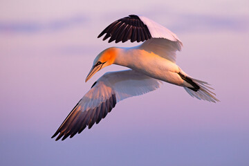 Głuptak (Morus bassanus) © Grzegorz