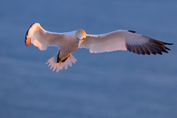 Głuptak (Morus bassanus) © Grzegorz