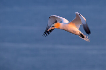 Głuptak (Morus bassanus) © Grzegorz