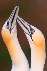 Głuptak (Morus bassanus) © Grzegorz