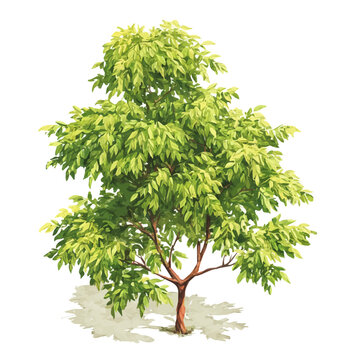 Neem Tree illustrated in isometric watercolor style, isolated on white.