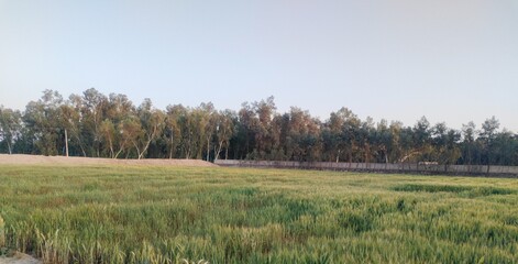 Green Wheat Field and Farmland With Trees Under Clear Sky