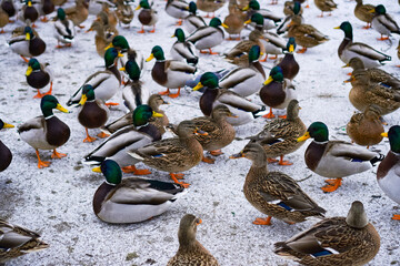 Mallard ducks walking and resting on a snowy surface. The vibrant green heads and orange feet of the male ducks stand out against the winter landscape, creating a picturesque scene