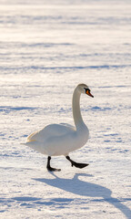 Fototapeta premium lone white swan strides calmly vast expanse pristine landscape silvery feathers glowing softly casts