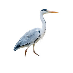 Fototapeta premium A beautiful grey heron standing gracefully against a plain dark background