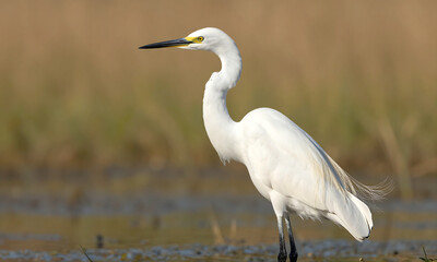 Obraz premium majestic white heron stands upright serene wetland landscape capturing intricate details snowy feathers warm golden