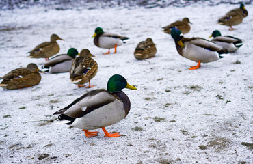 Mallard ducks gather on a snow-covered surface, displaying vibrant colors and unique patterns. The scene captures their natural behavior as they rest and interact in a serene environment