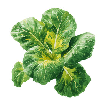 Watercolor isometric vector-style illustration of Mustard Greens, isolated on white background.