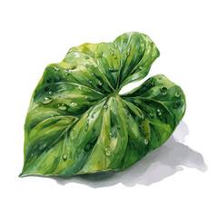 Watercolor isometric vector-style illustration of Philodendron Leaf, isolated on white background. © John