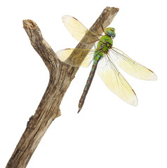 Green dragonfly sitting on a dry branch isolated on white