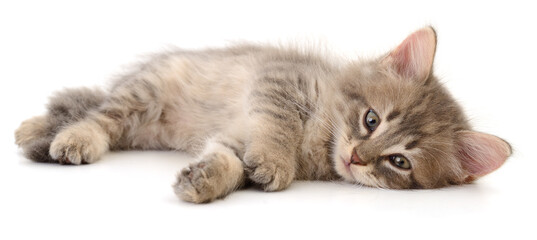 Small grey tabby kitten lying isolated on white