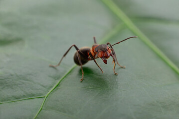 Red wood ant on a green leaf background