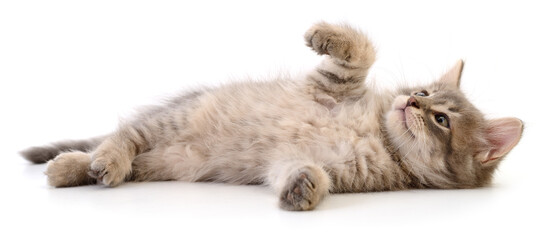 Funny grey tabby kitten lying on its back isolated on white