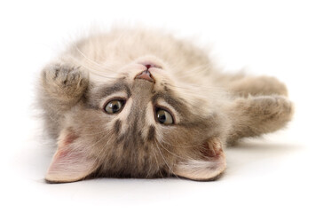 Fluffy grey tabby kitten lying upside down isolated on white
