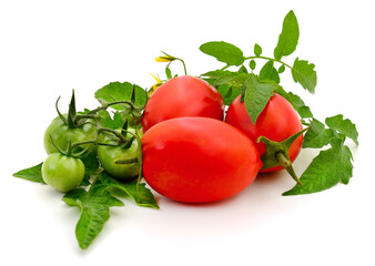 Red and green tomatoes on branch isolated on white