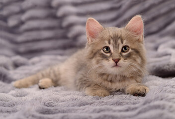 Fluffy grey tabby kitten lying on soft blanket